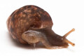 Giardia sp. Duong Dong, Phu Quoc,Vietnam semiadult